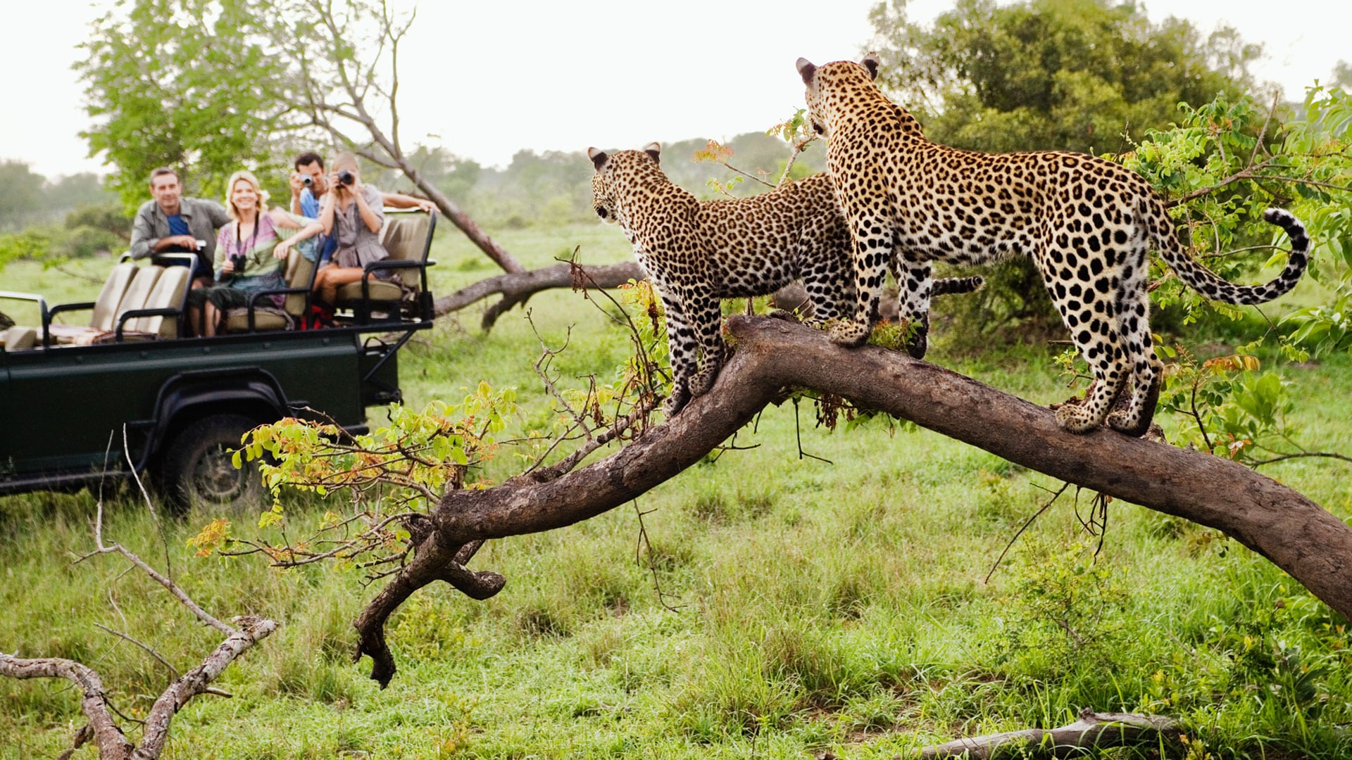 South African Safari